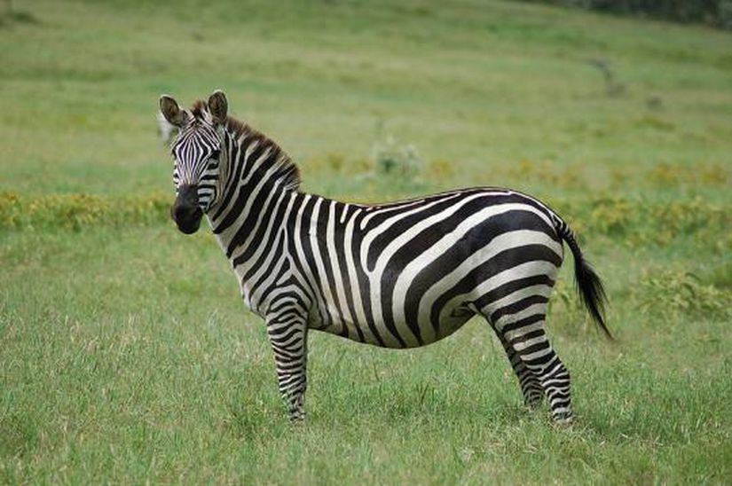 Equus quagga (Grant Zebrası)