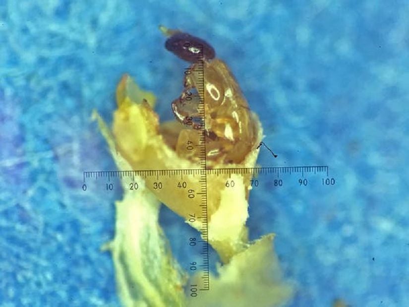 Port Jackson inciri ile etkileşime geçen kanatsız bir erkek yabanarısı (Pleistodontes immperialis), kendi partner türü olmayan Watkins incirinden (Ficus watkinsiana) çıkarılmıştır.