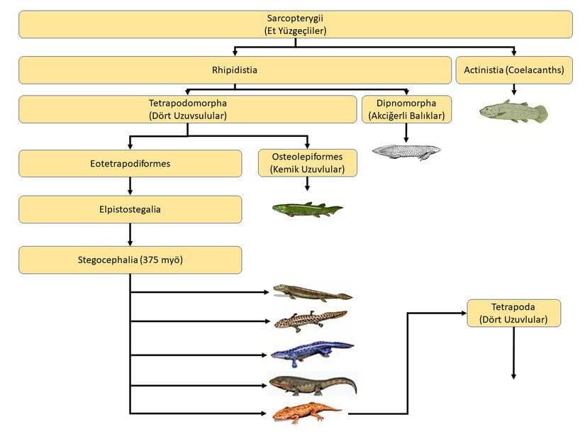 Yaklaşık 423 milyon yıl önce evrimleşmeye başlayan balıklar arasında Et Yüzgeçliler (Sarcopterygii) sınıfı. İnsanın da dallanacağı takson dört uzuvlular olacaktır.