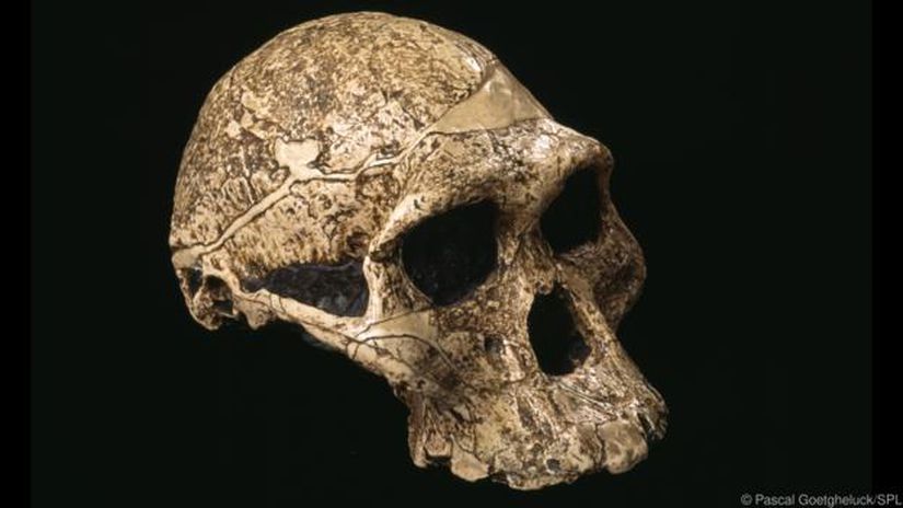 Australopithecus kafatası