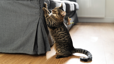 Neden Bazı Kediler Mobilyalarınızı Daha Fazla Tırmalar?