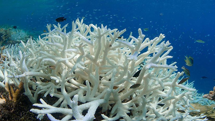 Mercan beyazlaması, deniz ekosistemlerindeki sağlığın genel durumu hakkında bilgi sağlayarak koruma planlamaları ve çevresel düzenlemelerde rol oynamaktadır.