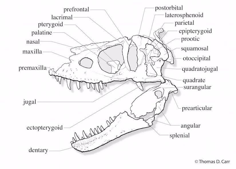 Daspletosaurus horneri türünün kafatası anatomisi.