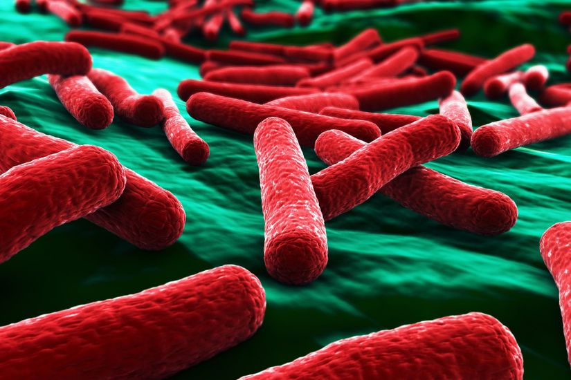 E. coli bakterileri...
