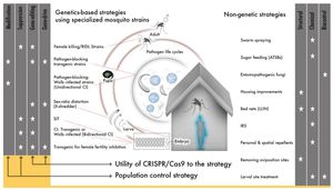 Can We Genetically Modify Mosquitoes To Halt Disease?