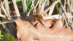 Büyük arı sineği (Bombylius major)