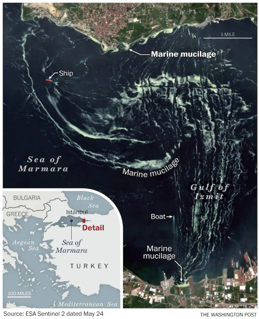 24 Mayıs 2021'de uydudan elde edilen görüntülerde, Marmara Denizi'nde müsilaj birikimi bariz bir şekilde görülmektedir.