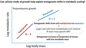 How Cells Keep Time: The Intrinsic Clocks That Govern Development