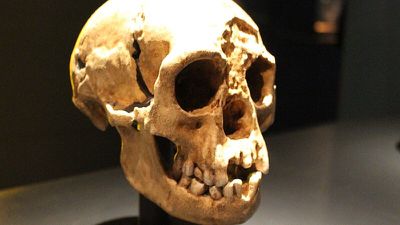 “Hobbitler” Olarak Bilinen Homo floresiensis Türünün Ağız, Diş ve Çene Yapısı, Diğer İnsanlardan Ne Şekillerde Farklıydı?
