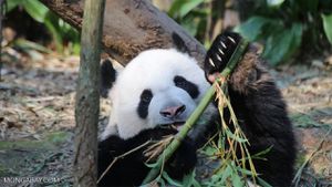 Giant Pandas Yun Chuan And Xin Bao Bring Hope To San Diego Zoo