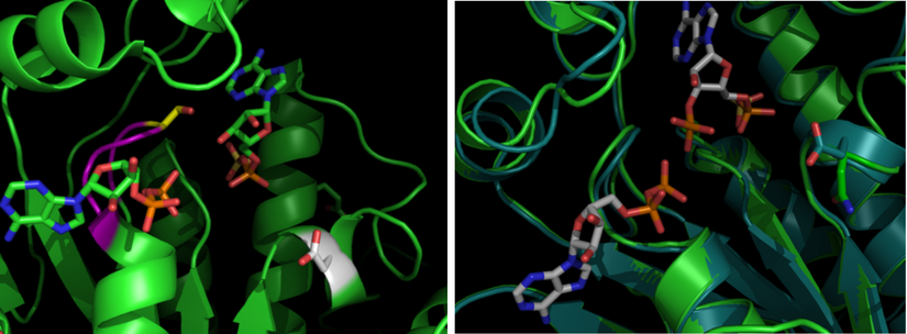 UC Davis'teki Yapısal Biyoloji laboratuvarında çalışan bir lisans öğrencisi tarafından pymol tarafından oluşturulan görüntüler. Soldaki, pymol aracılığıyla oluşturulan ADP ve APS ligandları ile birlikte kristalize edilen APS Kinaz'ın yapısıdır. Sağdaki, APS kinazın mutant kaplamasıdır. Mavi vahşi tiptir ve yeşili mutanttır. D63 (vahşi türden) asparagine mutasyona uğratılır.