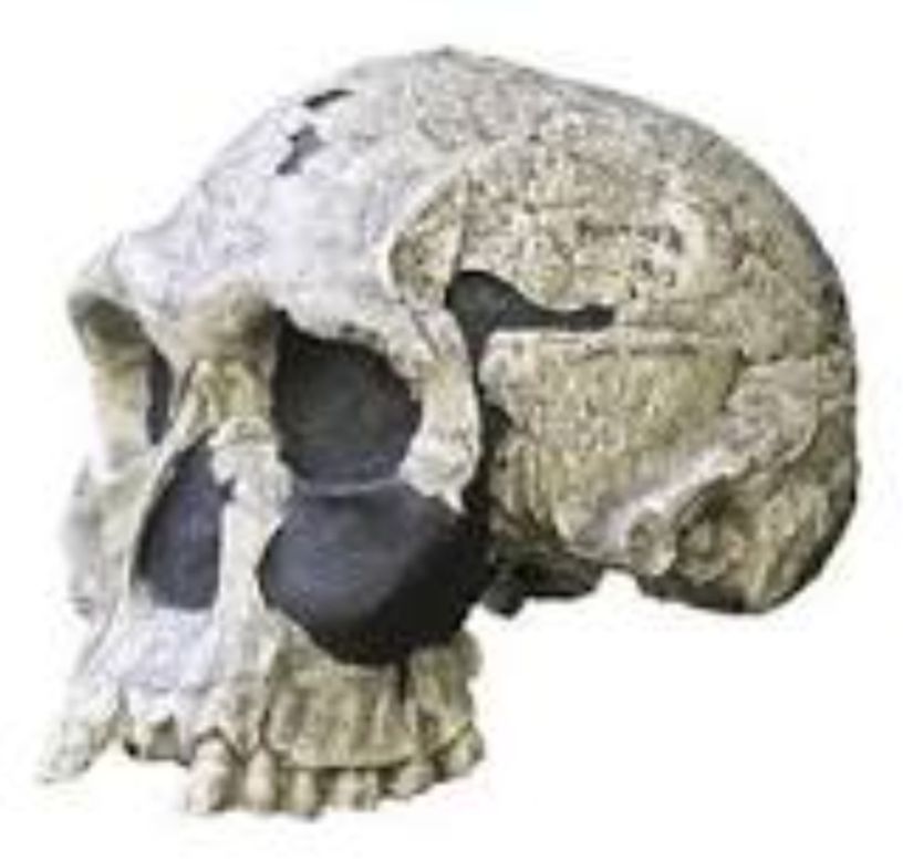 Homo Habilis Kafatası Fosili