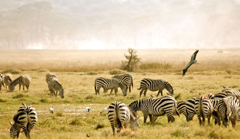 Zebra sürüsü ve uçan bir gri balıkçıl.
