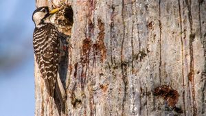 Red-Cockaded Woodpecker Transitioned To Threatened Status