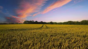 Can Biofortified Crops End Hidden Hunger?