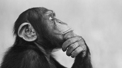 İnsan ve Şempanze Çiftleşebilir mi? İnsan-Şempanze Melezi Mümkün mü?