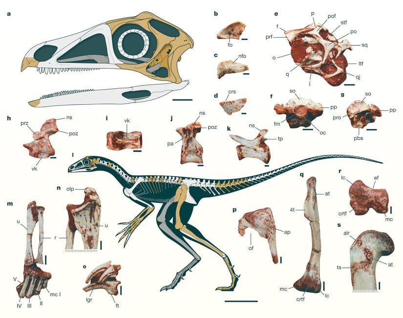 Yeni keşfedilmiş Venetoraptor cinsi hayvanın holotip örneği.
