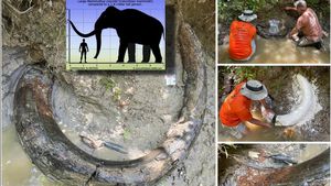 Ancient Mastodon Skull Unearthed In Iowa Creek