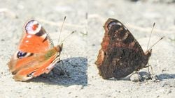 Tavus kelebeği  (Nymphalis io)
