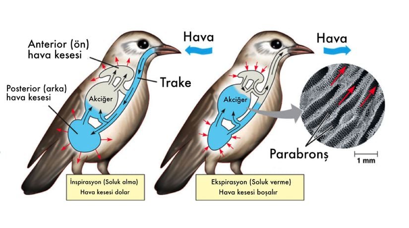 Kabaca kuşlardaki solunum fizyolojisi.