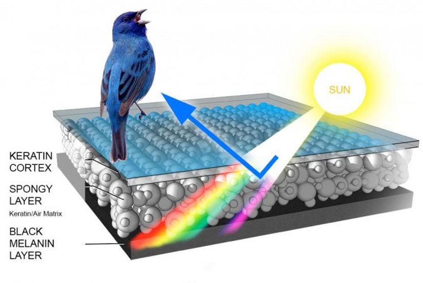 Mavi kuş tüyü, gelen ışığın tekrar yansımasıyla oluşur.