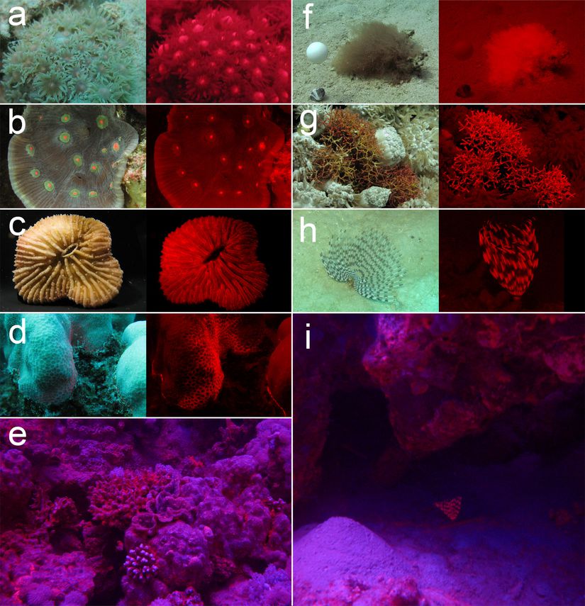 Mercan resiflerinde yaygın kırmızı biyofloresan örnekleri.