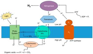 Revolutionizing Green Energy: The Role of Bacteria in Hydrogen Production