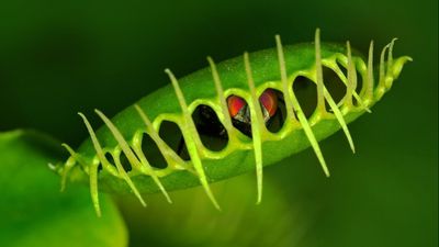 Sinekkapan (Venüs) Bitkisi Nedir? Hızlı Harekete Sahip Bitkiler Nasıl Evrimleşti?