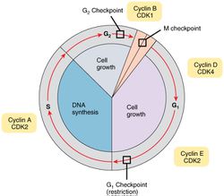 Mitoz hücre bölünmesi sırasında 3 kontrol noktasının (G1, G2, M) evrimi nasıl gerçekleşmiştir?