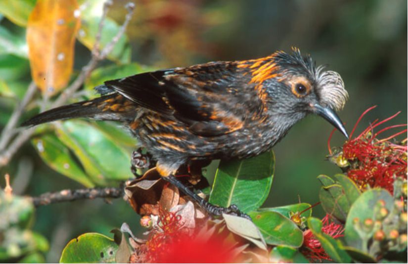 ʻAkohekohe veya tepeli Hawaii ispinozu (Palmeria dolei).