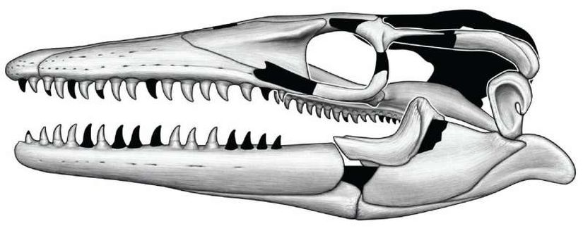 Jormungandr walhallaensis'in kafatasına sol lateral bakış.