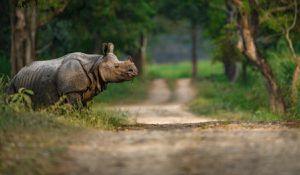 Assam App Alerts Residents To Elephant Herds