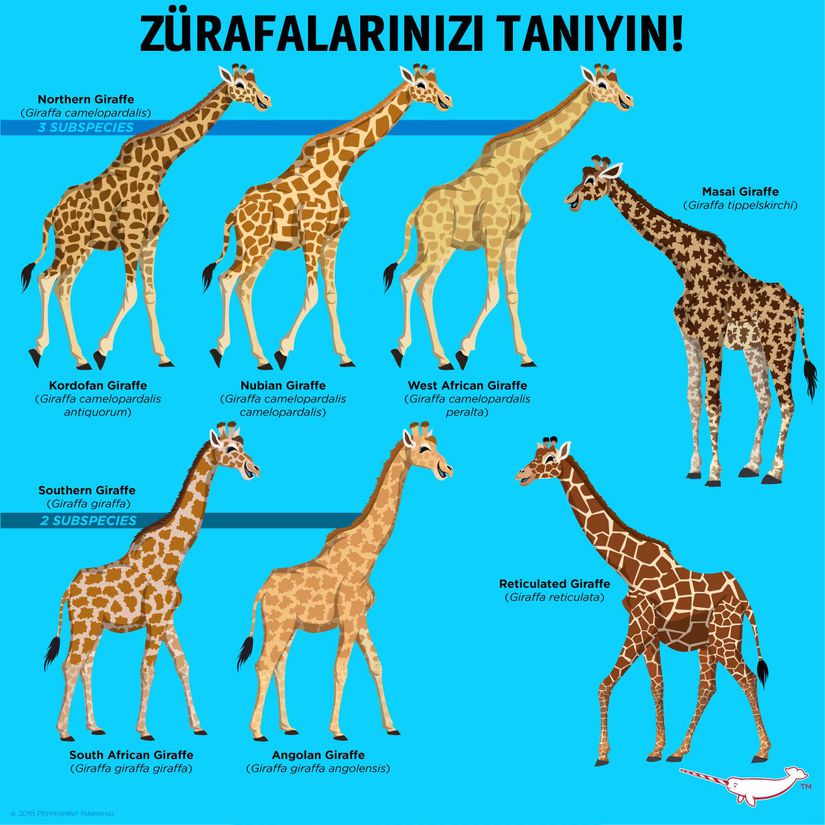 Zürafa alt türleri ve desenleri