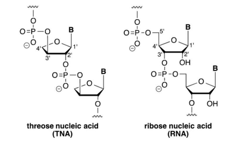 Bir Yapay Nükeik Asit Örneği Treoz Nükleik Asit ve Ribonükleik Asit Moleküler Yapılarının Karşılaştırılması