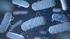 Biyoloji Deneylerinin Gözbebeği E. coli Bakterilerinin Soyu Tek Bir Bakteriye Kadar Takip Edilebiliyor!