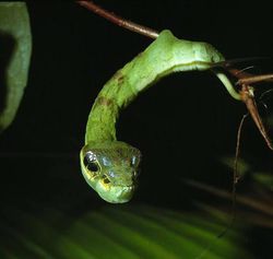 Dal şeklindeki böceklerin ya da yılan yüzüne benzer bir kozaya sahip olan tırtılların genleri nasıl bu şekilde evrimleşmiştir?