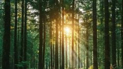 Bilim İnsanları, Daha Sürdürülebilir Ahşap Üretmek İçin Ağaçları Genetik Olarak Değiştiriyor