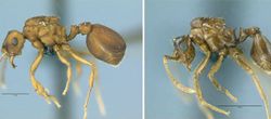 Evrimin ''Simpatrik Türleşme'' Modeli ve Karıncaların Evrimi