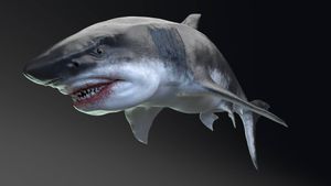 Unraveling The Ancient Mysteries Of Megatooth Sharks: A Dive Into Prehistoric Food Webs