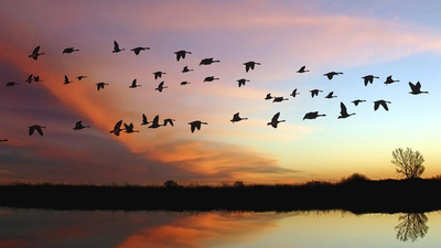 Göçmen Kuşlar Nasıl Yön Bulur?