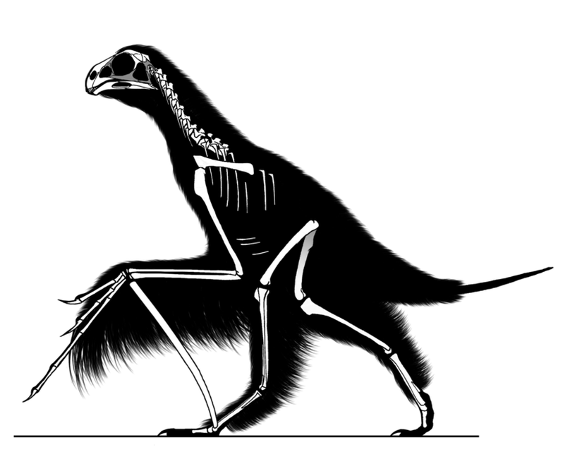 2015 yılında çıkarılmış Yi qi fosilinin iskelet diyagramı