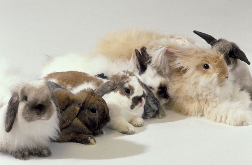 Tavşan Popülasyonunda Çeşitlilik (Varyasyon)