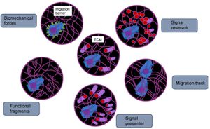 Bacteria Adapt Their Growth In Response To Fluid Flow