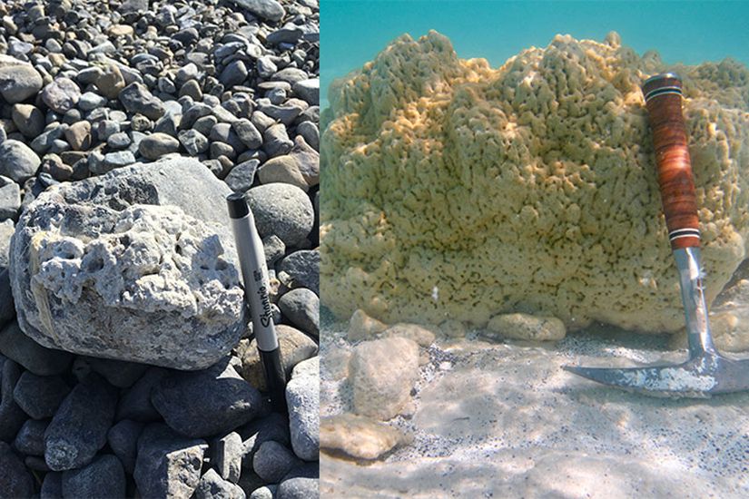 Sol tarafta, Salda Gölü'nden alınan antik bir mikrobiyalit görülüyor. Sağ tarafta ise 1 metre kadar derinlikte bulunan, modern bir mikrobiyalit görülüyor. Sağdaki kayacın üzerindeki sarı-yeşil film, an itibariyle bu kaya üzerinde yaşamakta olan mikrobik canlılardır. Bunlar, hidromanyezit birikintileri oluştururlar.