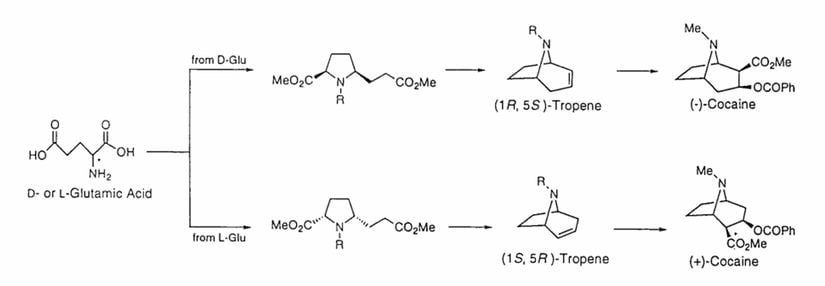 D ve L Glutamik asit enantiyomerlerinden + ve - kokain sentezlenmesi