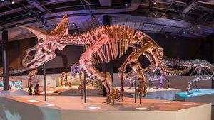 Stegosaurus Skeleton Apex Fetches Record Price At Auction