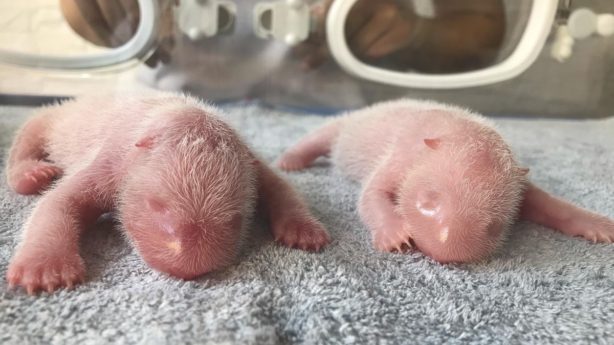 Giant Pandas Meng Meng And The Anticipation Of Twin Cubs