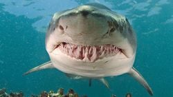 Kardeş Katliamı (Adelfofaji): Kaplan Köpekbalıkları Yavruları Arasındaki Ölümcül Mücadele!