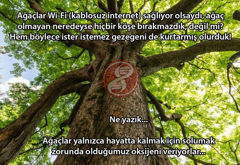 Ağaçlar Wi-Fi (kablosuz internet) sağlıyor olsaydı, ağaç olmayan neredeyse hiçbir köşe bırakmazdık, değil mi? Hem böylece ister istemez gezegeni de kurtarırdık… Ne yazık… Ağaçlar yalnızca hayatta kalmak için solumak zorunda olduğumuz oksijeni veriyorlar...