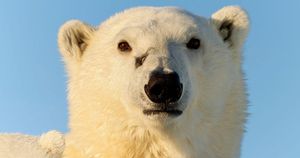 Polar Bears Fatally Attack Worker At Arctic Site